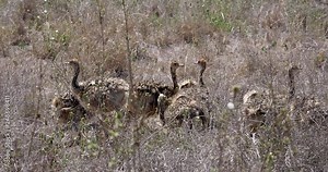 Ostrich, struthio camelus, Chicks walking through Savannah, Nairobi National Park in Kenya, Real Time 4K