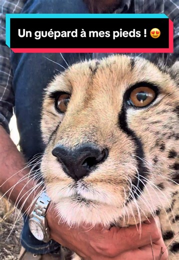 Aujourd’hui, j’ai envie de te partager un moment tout en douceur et plein de sens 🤍 Ce guépard fait partie d’un programme de conservation très spécifique et rigoureusement encadré. Passer du temps à leurs côtés permet de mieux comprendre pourquoi ces animaux ont réellement besoin de protection et d’un suivi sur le long terme 🌍 ⚠️ Rappel important : les guépards ne sont pas des animaux de compagnie. Ce sont des animaux sauvages, guidés par de puissants instincts et un mode de vie naturel 🐆 Cer