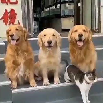 Dog Dragging Cat To Take a Group Photo