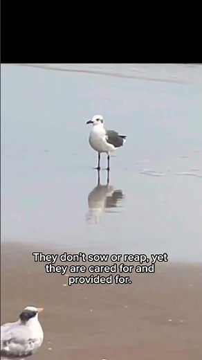 Matthew 6:26 and the birds! Scripture on the Beach.
