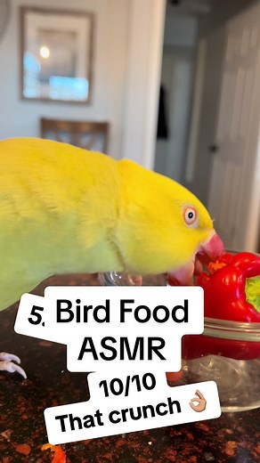 Tink and Beak have some snacks! ASMR edition 🤪 #birdsoftiktok #parrotsoftiktok #talkingbird #talkingparrot #cuteanimals #funnyanimals #irn #parrot #asmr #asmrsounds