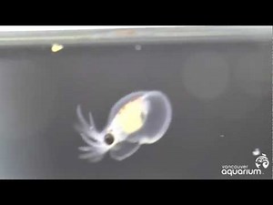 Baby Octopuses at the Vancouver Aquarium