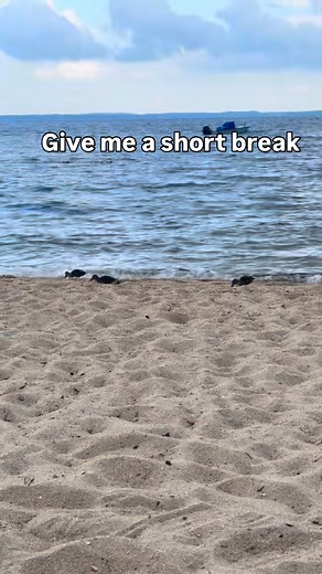 Daily affirmations #relatable #affirmations #trend #explorepage✨ #problems #pond #lake #ducks | Travis Consolo