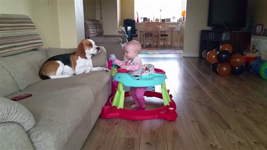 Babysitting Dog Taking Care of Baby – Watch the Adorable Interaction!