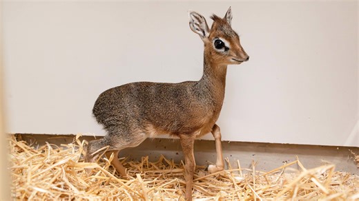 One of the world's tiniest antelopes born at UK zoo - the size of a tin of beans