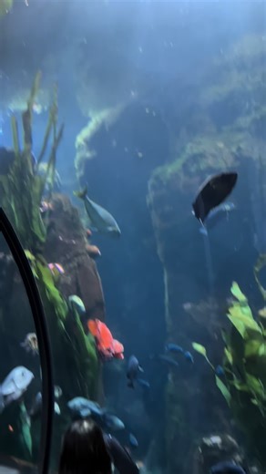 Lingcod Type Edit. Second cast and got my first lingcod! God is Good all the time #fishing #lingcod