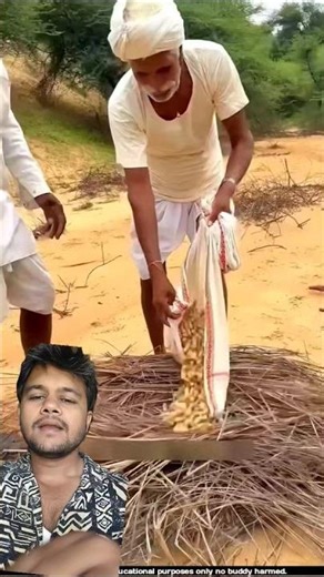 GROUNDNUT FARMING 🌾🤑😱 #agriculture #farming #khetibadi #youtube #viral