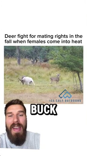 Deer vs ram #wildlife #deer #ram #animals
