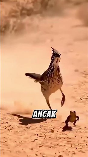 Dünyanın En Hızlı Kuşlarından Biri: Roadrunner🐦⚡