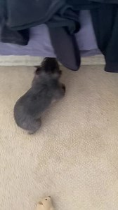 Our Wombat Rescue team is doing a wombat course this morning presented by Les and Bill from Native Animal Rescue Group - 24/7 NARG 4846-1900 Im very excited for our team to get training but Im trying to get dressed and ready and Edward Teddy has zoomies.. which is very distracting Im quite pleased as this is good exercise for his leg, which he still doesn’t use so all good. I can be a few minutes late😜 Happy Saturday💚 | Wombat Rescue