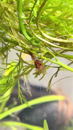 I had to. Jerry was asking for it!😂 #jerrytheshrimp #shrimp #shrimpsharktale #aquascape #swimp