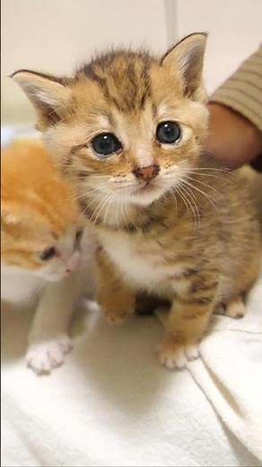 The kitten is climbing up me.