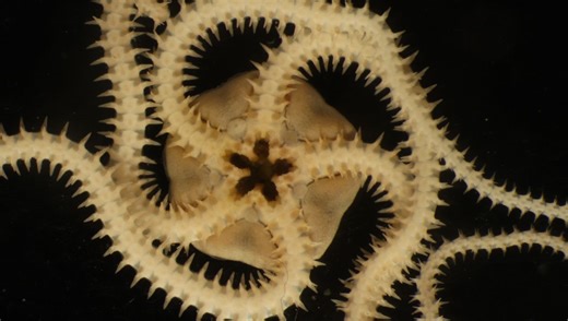 A Deep-Sea Mining Test Carved Up The Seabed. Three Years On, We're Seeing Devastating Impacts