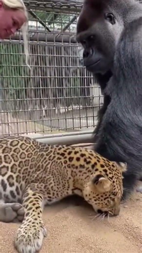 Leopard Loses Control as a Thorn Is Pulled — Gorilla Steps In to Save Everyone
