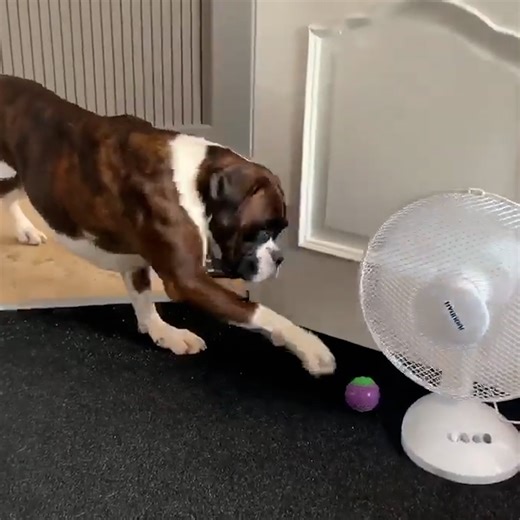 2.2M views · 1.5K reactions | Just some big dogs scared of little things  | Furry Tails | Facebook