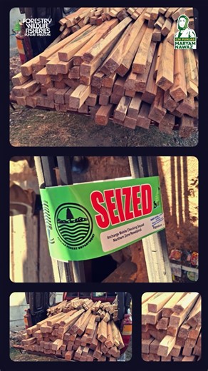 Punjab Forest Department in full action against illegal logging — Zero Tolerance in motion! . . . #IllegalTreeCutting #trees #forest #plantation #govtofpunjab | Forestry and Wildlife Department, Punjab, Pakistan