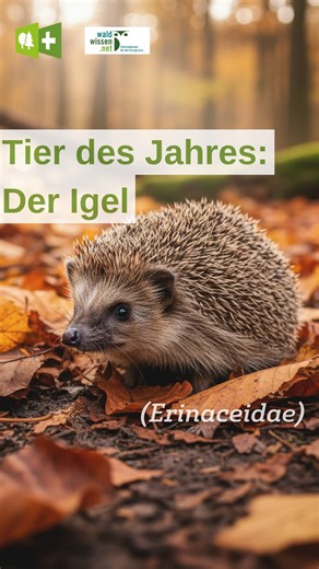 🦔 Der Igel ist das Tier des Jahres. Hier ein paar wichtige Fakten: Zwischen März und April endet der Winterschlaf. Nach Monaten ohne Nahrung haben Igel bis zu 40 % ihres Körpergewichts verloren – sie müssen dringend Energie tanken. Doch das wird schwieriger: Weniger Insekten bedeuten weniger Nahrung. Viele Igel weichen auf Schnecken aus – und nehmen dabei Parasiten auf. Der Braunbrust-Igel gehört mittlerweile zu den gefährdeten Wildtieren. 🌿 So könnt ihr helfen: Füttern – aber richtig: • Nass-
