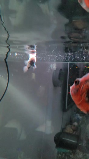 Long fin Oscar lang Sakalam 🐟 #livefeeding #monsterfish #oscarfish #longfinoscar #bluepolar #monsterfishkeepers #fishtank #aquahobby #aquafranz | AquaFranz