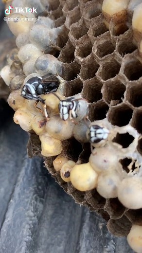 Bald Face Hornet Nest