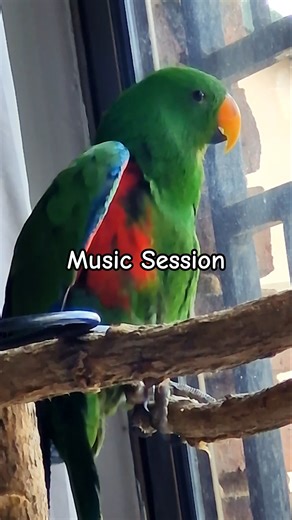 Eclectus Music Session | Rio the Parrot | Michelle Goosen #eclectusparrot #eclectus #animalmusic
