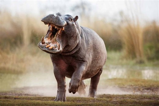 Hippo Facts That Will Amaze (and Terrify) You