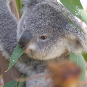 150K views · 12K reactions | When your eyes are bigger than your stomach  Video: Wild Life Sydney Zoo | Australia.com | Facebook
