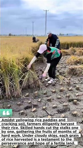 This is the process of harvesting rice in the fields manually.