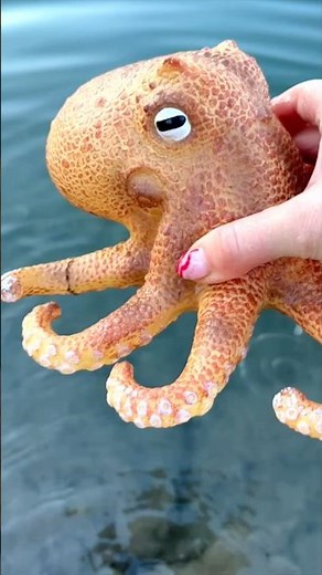 Octopus in the Pond - Fun Fact about Sea Animals!