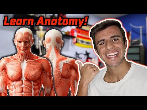 6 EASY WAYS TO LEARN MUSCLE ANATOMY!