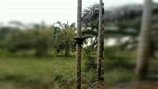 Viral Video of Snake Climbing Tree Has People ‘Scared to Live’ in The Tropics