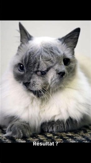 😱 This cat had… TWO FACES! @Miaou59 #cat #cats #incredible #animals #incrediblecat