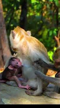 So nice moments, baby monkey #monkey #wildlifeentertainment #babymonkey #animallife #animals #cute