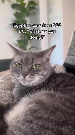 Still Royalty in this House - Egyptian Cat TikTok