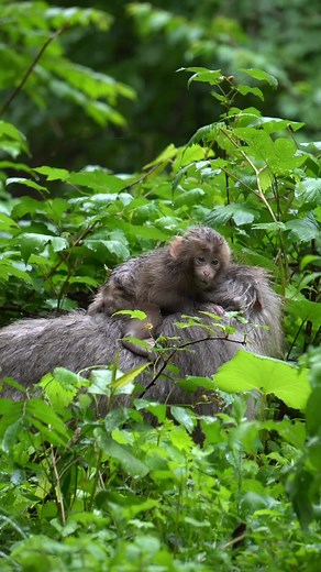 Wild Japanese macaques in Azumino, Nagano prefecture, Japan_ _#japanesemacaque_#japanesemonkey_#snowmonkey_#macaqu... | Monkey USA