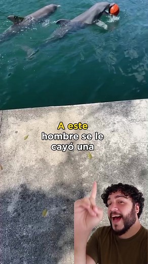 Delfines jugando: habilidades sorprendentes y compañía