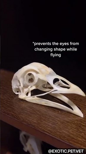 Chicken Skull and Sclerotic Bone Facts from a Vet