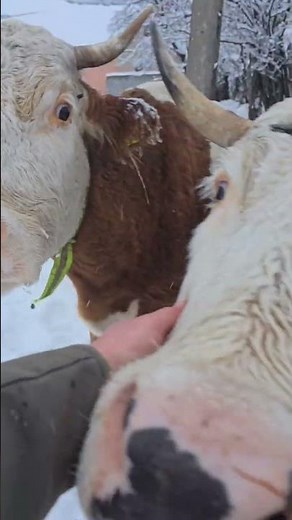 văcuțe curioase 😍🇷🇴 #romania #viatalatara #vaci #animale #cows