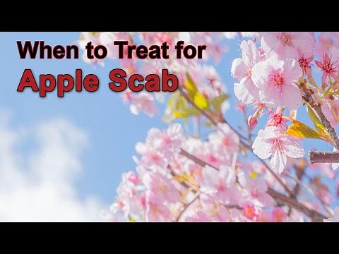 When to treat for Apple Scab on my Crabapple