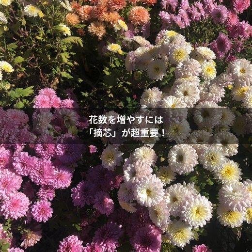 AGRI PICK -農&ガーデニング情報メディア- on Instagram: "スプレーマム（スプレー菊）は、1本の茎から枝分かれしてたくさんの花を咲かせる、秋を代表する草花🌼 丸いポンポン咲きや八重咲きなど花形も豊富で、育て方次第では一輪を大きく咲かせることもできます。 日本の気候に合っていて育てやすく、鉢植え・地植えどちらもOK。 摘芯をすれば花数アップ、切り花にしても長く楽しめるのも魅力です。 ガーデニング初心者さんにもおすすめの花ですよ。 #スプレーマム #スプレー菊 #菊の花 #秋の花 #多年草 #花のある暮らし #ガーデニング #ガーデニング初心者 #庭づくり #ベランダガーデン #鉢植え #地植え #摘芯 #切り花 #花言葉 #園芸 #家庭園芸 #草花 #育てやすい花 #秋ガーデン #花好きな人と繋がりたい #植物のある暮らし #AGRI_PICK #園芸情報 #日本の花 https://agripick.com/2106"