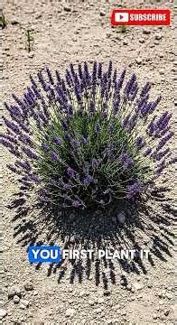 Why Your Lavender Keeps Dying And What Nobody Tells You
