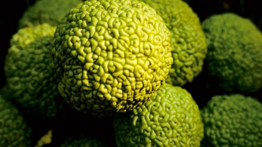 7 Fascinating Facts About Osage Orange Wood - Top Woodworking Advice