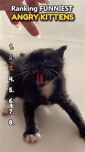 Kittens With ANGER Issues 😡
