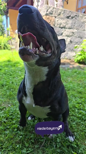 Meet the Adorable Miniature Bull Terrier