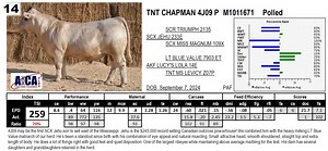 Lot 14: JMAR Genetics - Annual Bull & Female Sale