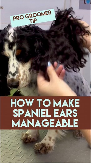 🐶🐶SAVE THIS ONE NOW!!!🐶🐶 📣Thinning Spaniel Ears for Easy Maintenance and Healthier Results!📣 Just a little trim with a 10 blade on the inside of the ear can make all the difference for thick spaniel ears! It not only makes them more manageable for the owner at home, but it can also promote better ear health. How cute is Secret’s 'paw laydee' pose? 💁‍♀️🐾 #groomingtips #spanielgrooming #dogears #10blade #earleather #coatmanagement #earhealth #pawlaydee #doggroominglife #ukdoggroomers #dogg
