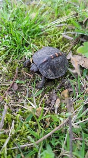 baby box turtle #nature #wildlife