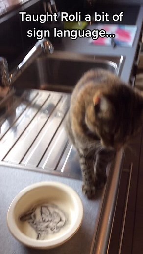 Cat sign language - full version #cat #tabby #WorkThisWay #foryou #catsoftiktok