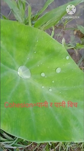 Adhesive and cohesive force explained by Pardeshi sir #physicswallah #scienceexperiment