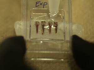 High-Throughput, Multi-Image Cryohistology of Mineralized Tissues