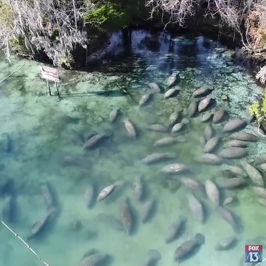 226K views · 7.6K reactions | MANATEES  Tomorrow is the start of Manatee Awareness Month, a time to remind all that while the popular sea cows are beloved in Florida, they are also protected. Remember to slow down your boats and look out for them while you're in the waterways. | FOX 13 News - Tampa Bay | Facebook